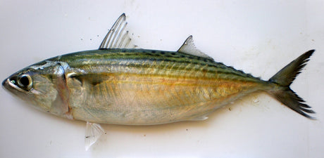 Fish on a white background